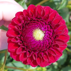 Dahlia flower - red