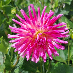 Dahlia flower - spikey shaped petals in deep pink