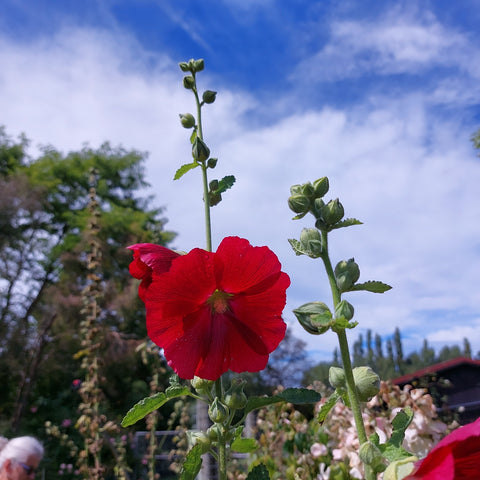 Hollyhock flower garden photo