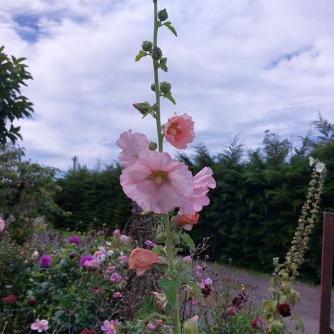 Hollyhock flower garden photo