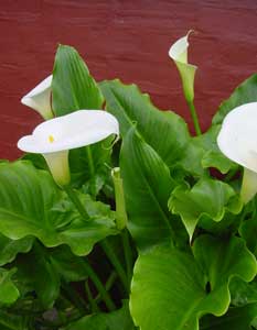 Calla Lily photo for inspiration