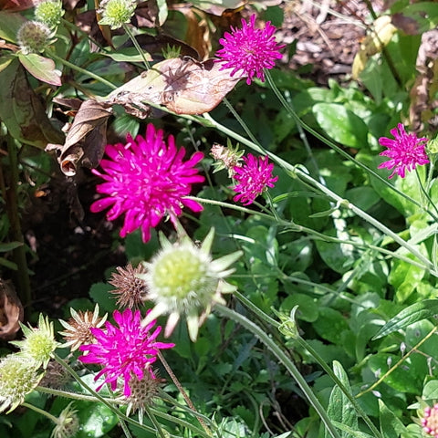 Scabiosa