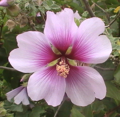 photo of a Hibiscus Flower