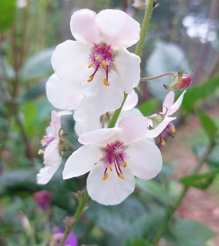 Verbascum