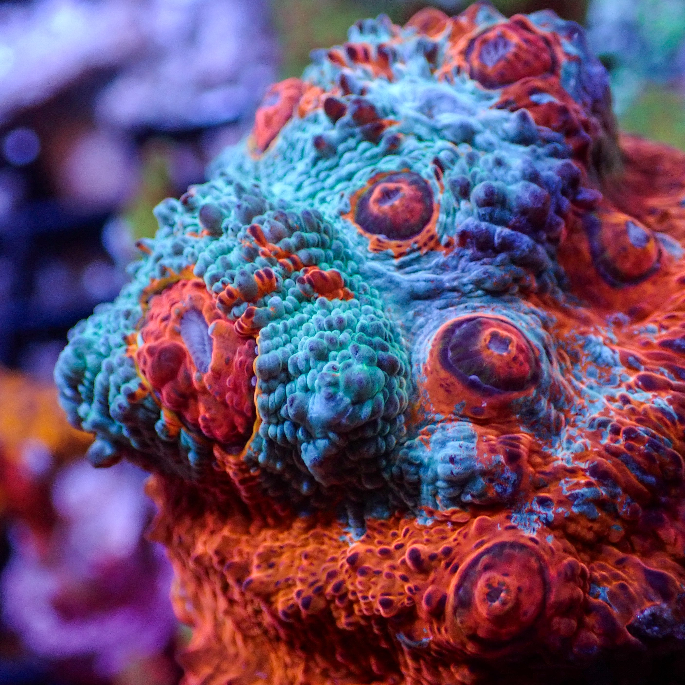 Riptide Rainbow Chalice (0.5-1" Frag)