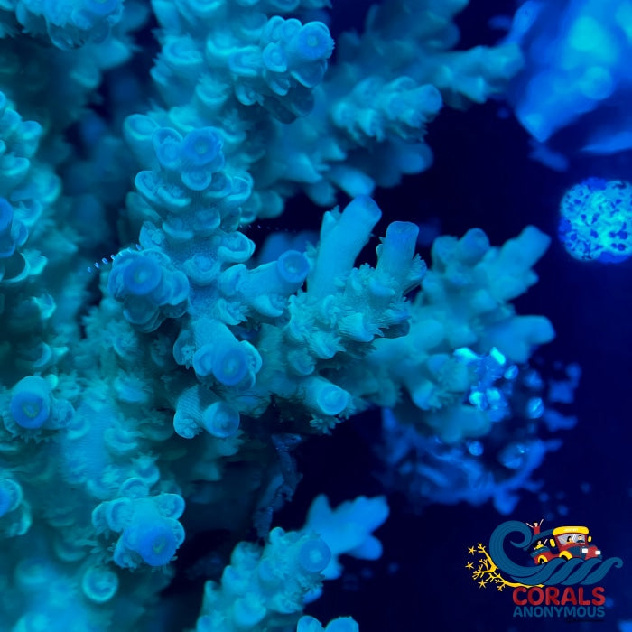 Aussie Aqua Flush Acropora (1” frag)