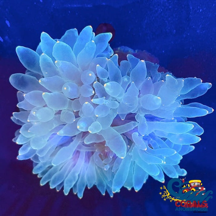 Orange Tipped Specter Bubble Anemone (4-6”)