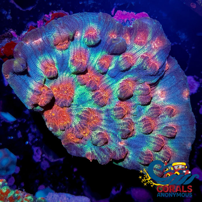 Space Bomb Mycedium Chalice (1” Frag)