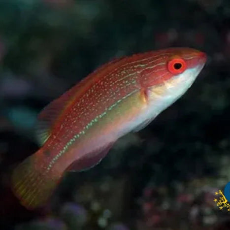 Threadfin Wrasse (Cirrhilabrus temminckii)