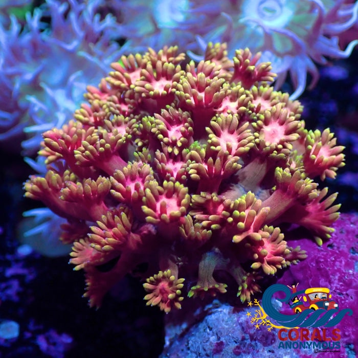 Pink Fascination Goniopora (0.5-1” Frag)