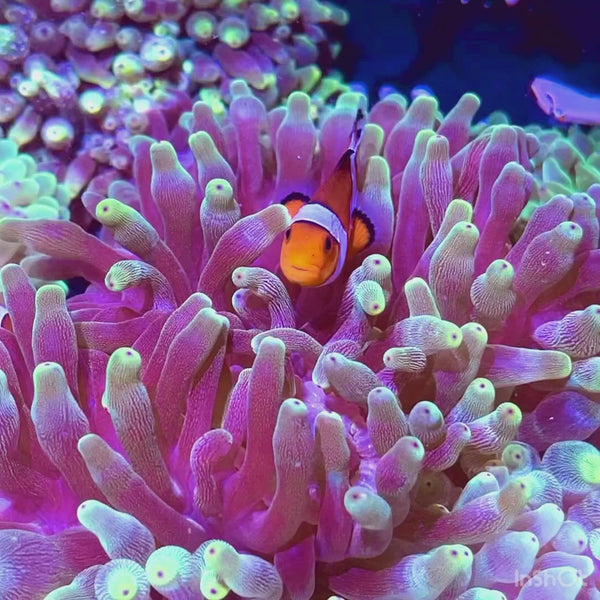 Anemone Farm Corals Anonymous