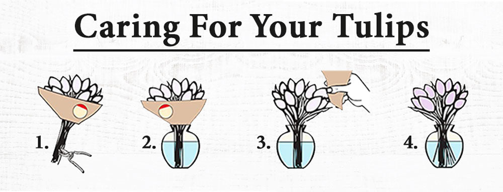 Caring for tulips