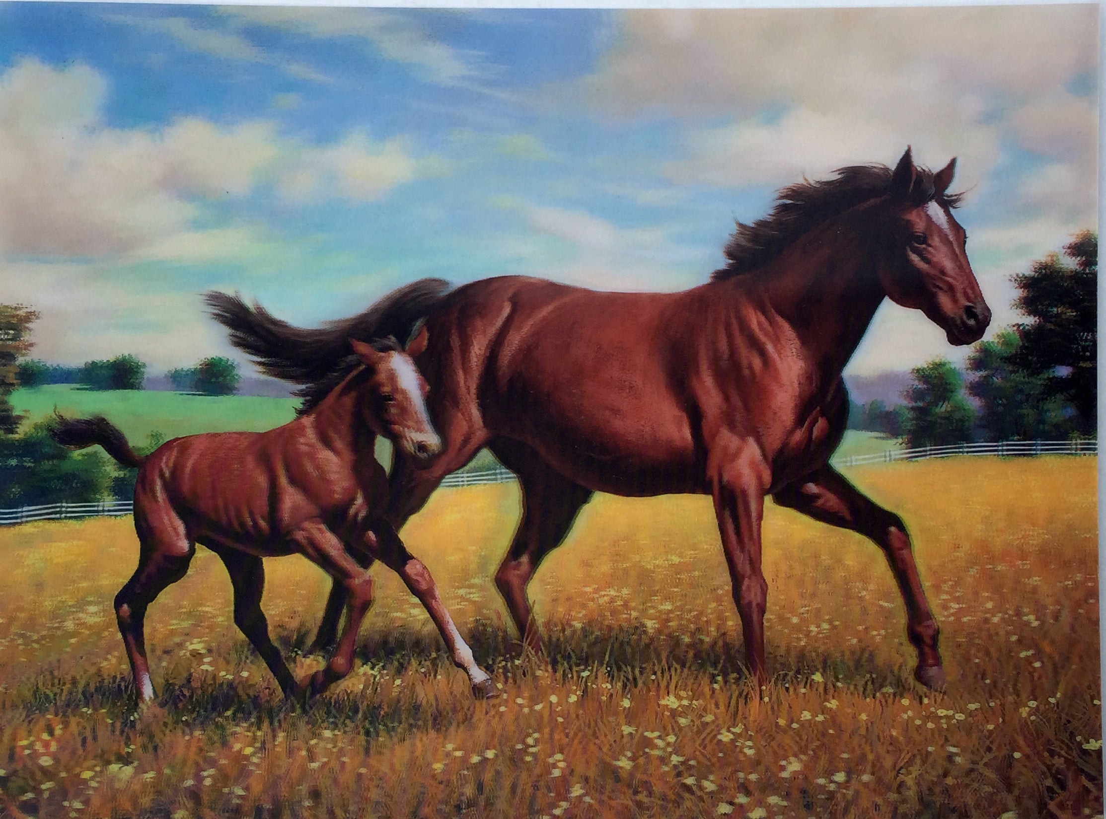 H 17 Brown Horse With Baby 3dddpictures Com