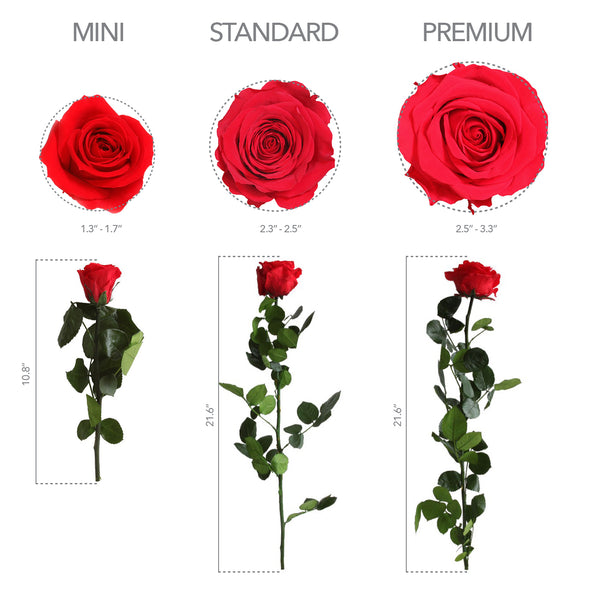 Red Rose Size Chart