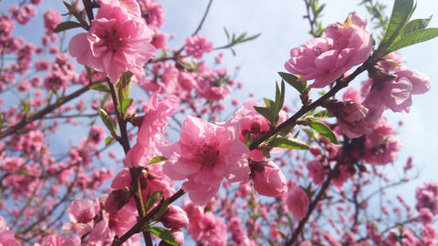 so-restaurant-hinamatsuri-festive-food-peach-tree