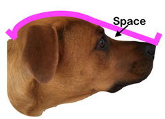 Measuring Instructions – OutFox For Dogs