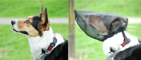 The Dog Geek: Product Review: OutFox Field Guard