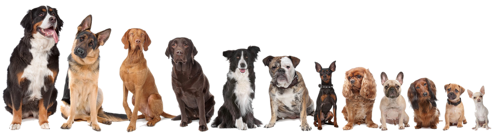 Lineup of dogs of different breeds and sizes.