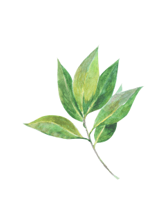 Tea Tree