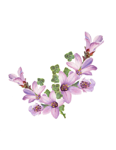 Saxifrage Flower