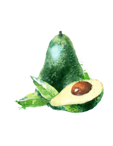 Avocado Fruit