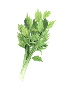 Celery Seed