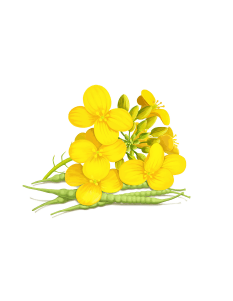 Canola Flower