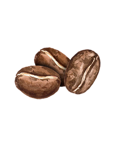 Coffee Seed