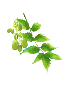 Neem Seed