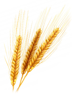 Wheat Germ