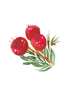 Wintergreen Fruit