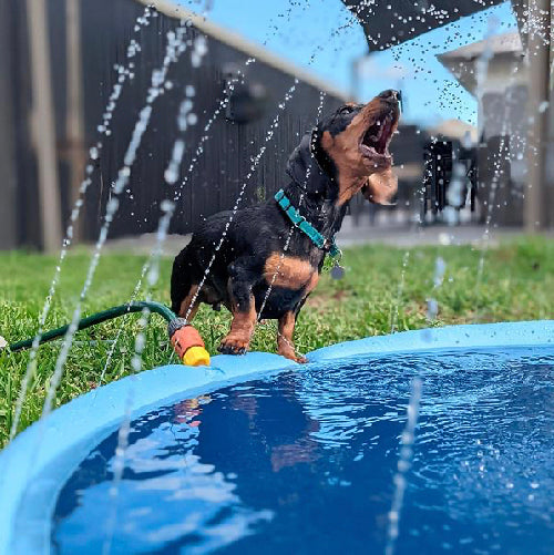 Piscina com aspersor PetsyHome™ para cães - Acabe com o calor neste verão!  – Casa de bichinhos