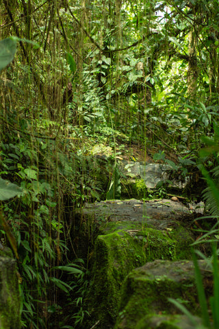 Amazonas, Anbaugebiet des Guayusas