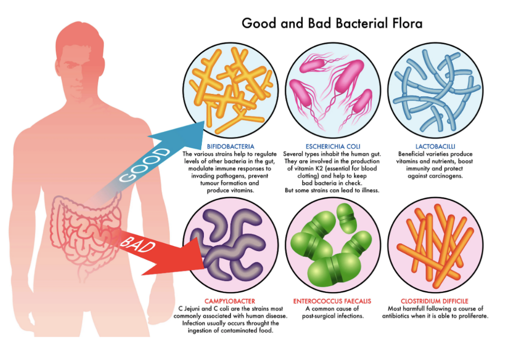 Good and Bad Bacterial Flora_Strengthening Your Immune System_23VITALS