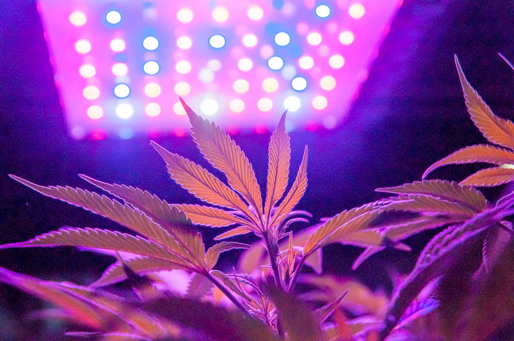 Photoperiods in Cannabis Cultivation