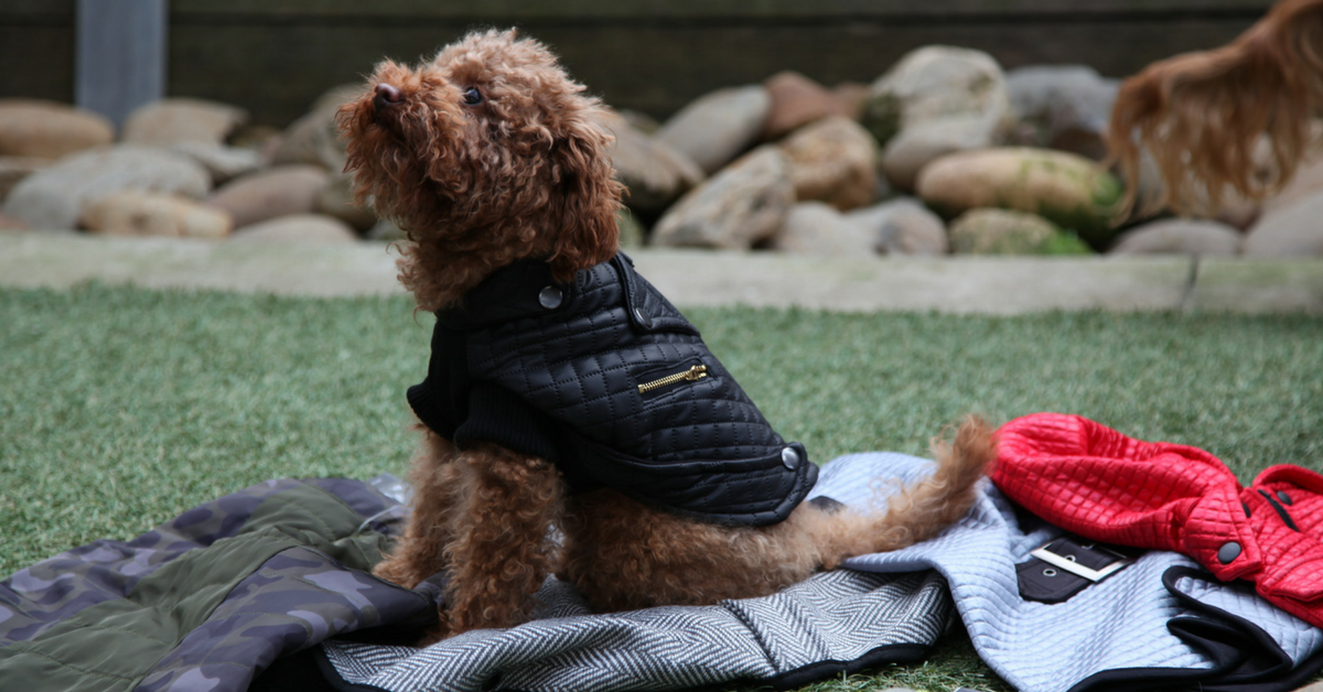 Jinkee the Red Toy Poodle