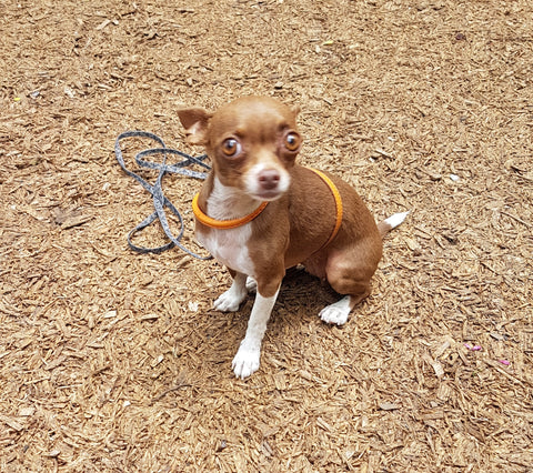 Bee the Chihuahua in Central Park NYC