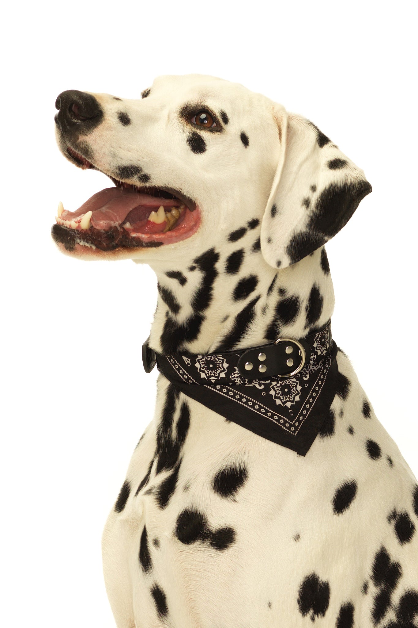 black bandana dog collar