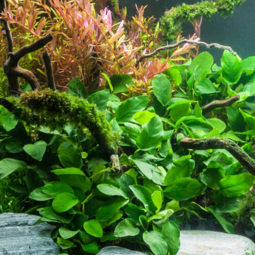 Rooted Live Aquarium Plant Bundle – 6 Easy Species | Snail Free Guaranteed