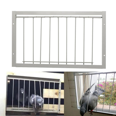 Pigeon Trapping in Cages