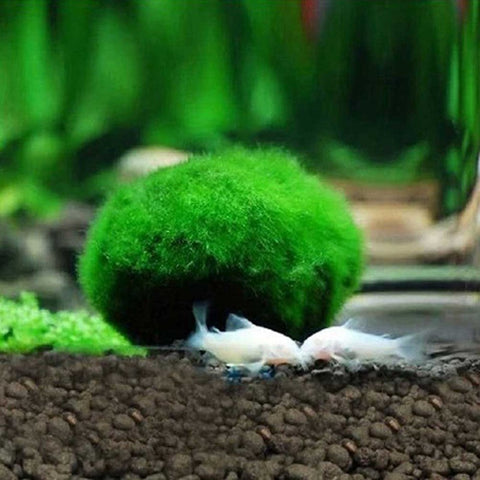 Shop Online Now  Feng Sway LIVE PLANTS Japanese Marimo Moss Ball