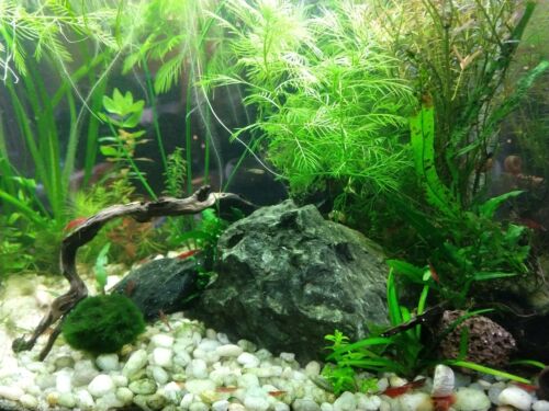 2-4cm Marimo Moss Balls Live Aquarium Plant Algae Fish Shrimp Tank  OrnamentBWUS