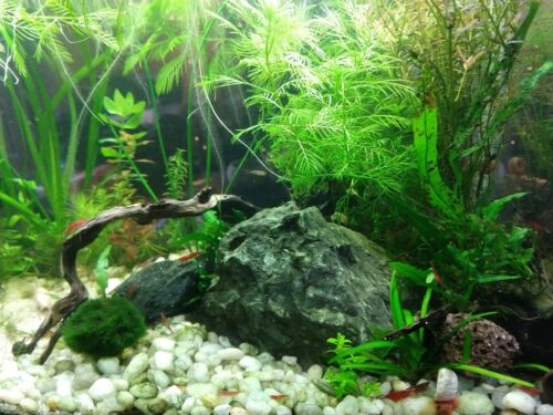 50 Cherry Shrimp 2 Marimo Moss Balls Live Tropical Neocaridina RCs Aquarium  for sale online