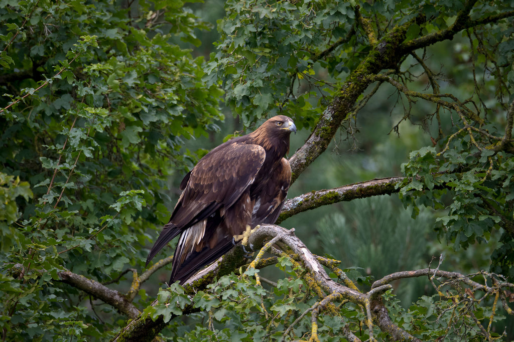 Steinadler-in-freier-Wildbahn