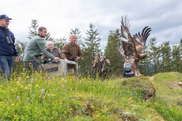 Steinadler Naturschutz Alpen LBV 