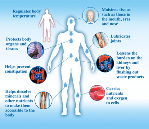 Water and the Body Infogram