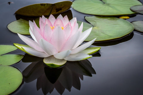 Lotus Flower in Water