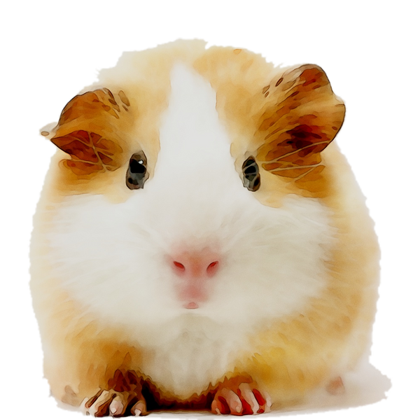 Tabitha Webb | Guinea Pig