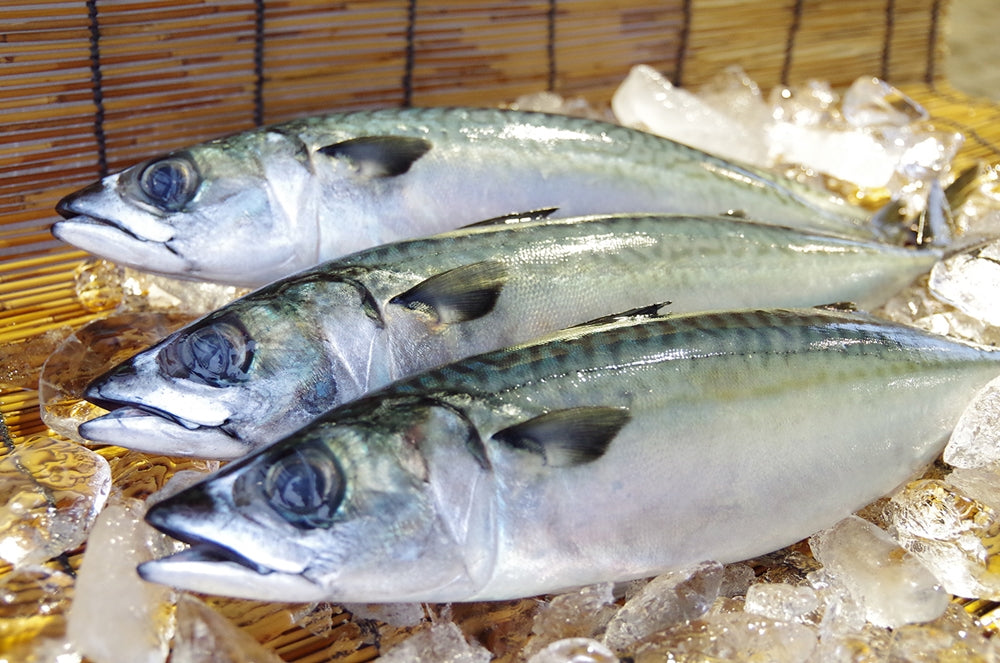 そもそも金華鯖ってどんな鯖 金華鯖の鯖寿司の通販 お取り寄せ 華ずし公式サイト