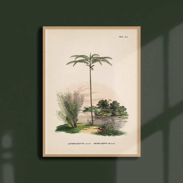 Astrocaryum acaule / Oenocarpus bataua